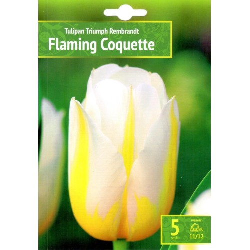 Лале Пламтяща кокетка / Tulipa Flaming Coquette - 5 бр луковици