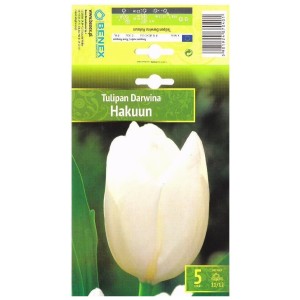 Лале Хакуун / Tulipa Hakuun - 5 бр луковици