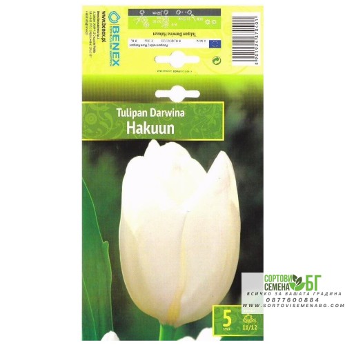 Лале Хакуун / Tulipa Hakuun - 5 бр луковици