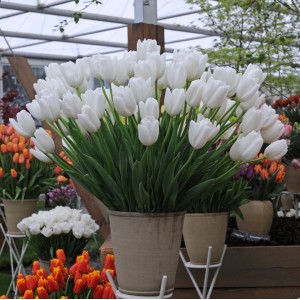 Лале Хакуун / Tulipa Hakuun - 8 бр луковици