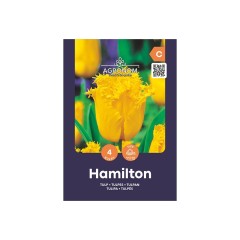 Лале Хамилтън Tulipa Hamilton - AGRONOM - 4 бр луковици