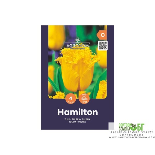 Лале Хамилтън / Tulipa Hamilton - AGRONOM - 4 бр луковици
