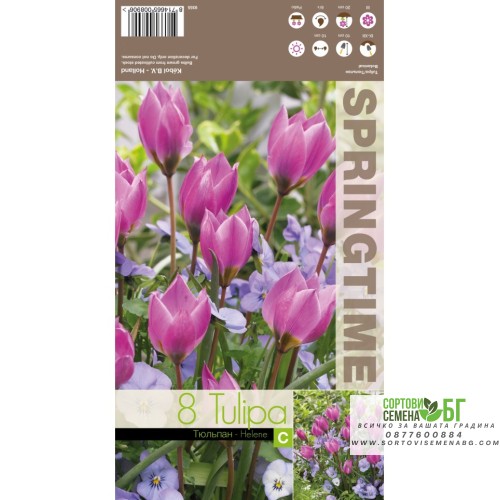 Лале Елена / Tulipa Helene - 8 бр луковици