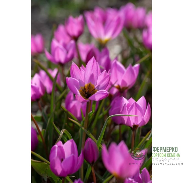 Лале Елена Tulipa Helene - 8 бр луковици