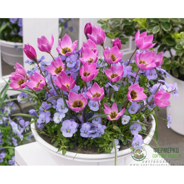 Лале Елена Tulipa Helene - 8 бр луковици