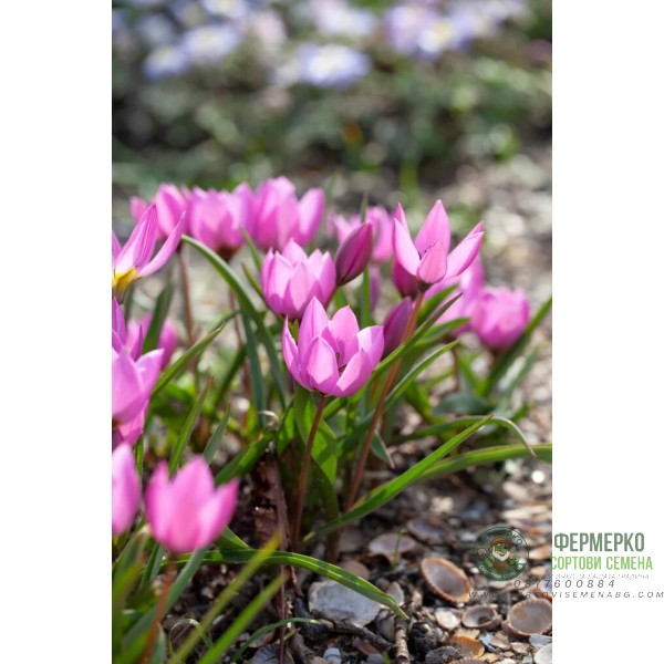 Лале Елена Tulipa Helene - 8 бр луковици