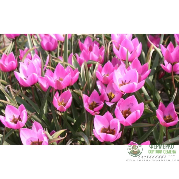 Лале Елена Tulipa Helene - 8 бр луковици