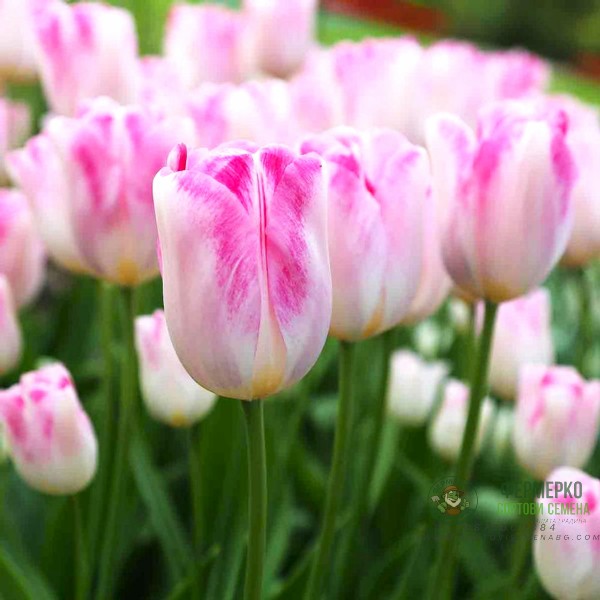 Лале Инфинити Tulipa Infinity - 5 бр луковици