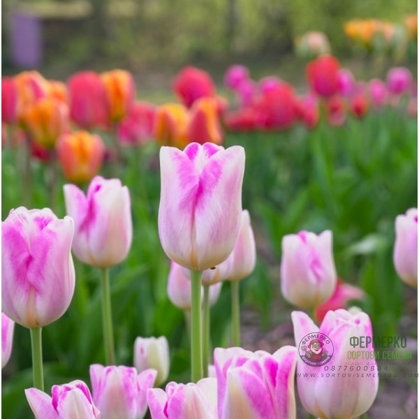 Лале Инфинити Tulipa Infinity - 5 бр луковици