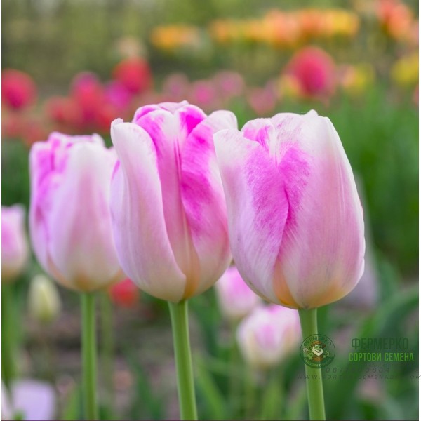 Лале Инфинити Tulipa Infinity - 5 бр луковици