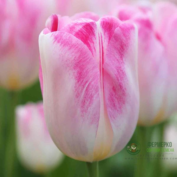 Лале Инфинити Tulipa Infinity - 5 бр луковици