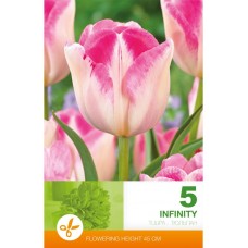 Лале Инфинити Tulipa Infinity - 5 бр луковици