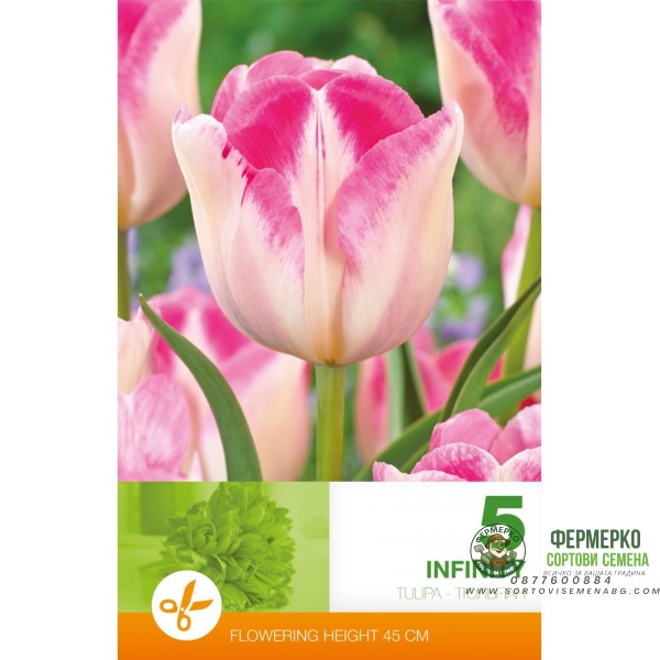 Лале Инфинити Tulipa Infinity - 5 бр луковици