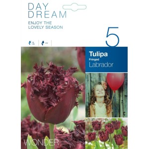 Лале Лабрадор / Tulipа Labrador - 5 бр луковици