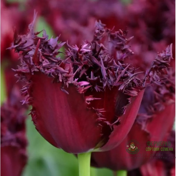 Лале Лабрадор Tulipа Labrador - 8 бр луковици