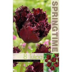 Лале Лабрадор Tulipа Labrador - 8 бр луковици