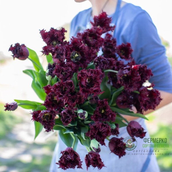 Лале Лабрадор Tulipа Labrador - 8 бр луковици