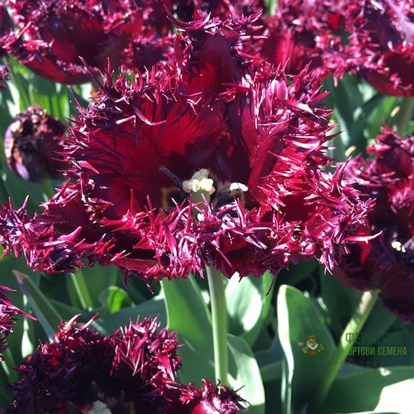 Лале Лабрадор Tulipа Labrador - 8 бр луковици