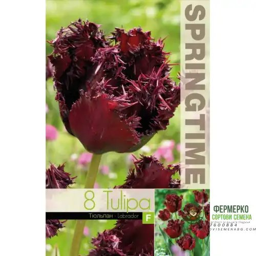 Лале Лабрадор / Tulipа Labrador - 8 бр луковици