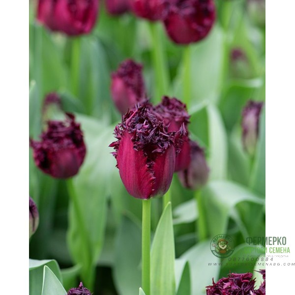 Лале Лабрадор Tulipа Labrador - 8 бр луковици