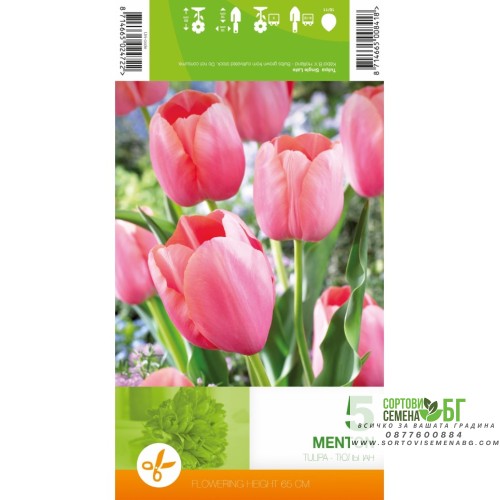 Лале Ментон / Tulipa Menton - 5 бр луковици