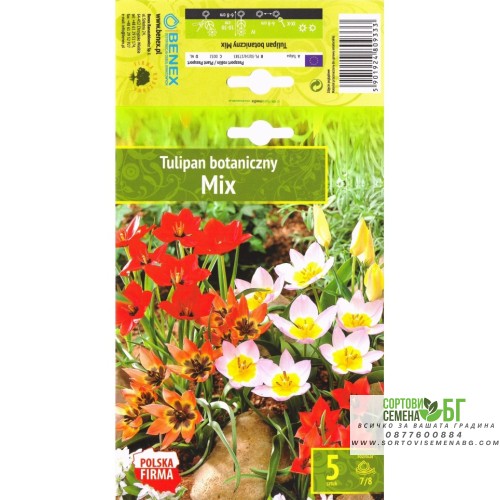 Лале Ботанически Микс / Tulip Botanic Mix - 5 бр луковици