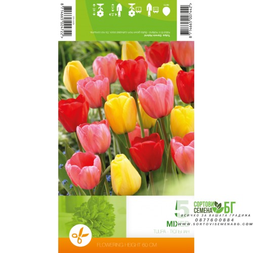 Лале Микс Дарвин Хибрид / Tulipа Mix Darwin Hybrid - 5 бр луковици