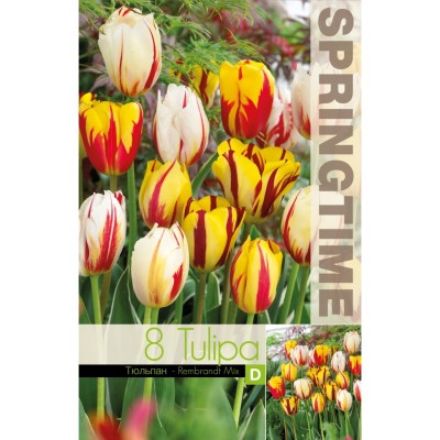 Лале Микс Рембранд / Tulipa Rembrandt Mix - 8 бр луковици
