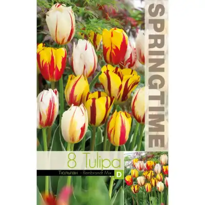 Лале Микс Рембранд / Tulipa Rembrandt Mix - 8 бр луковици