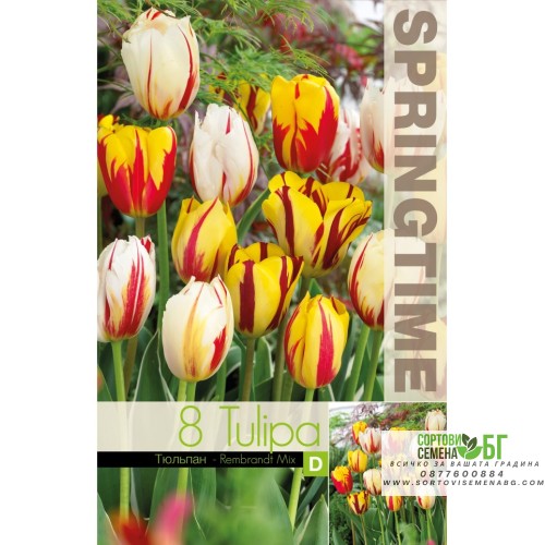 Лале Микс Рембранд / Tulipa Rembrandt Mix - 8 бр луковици