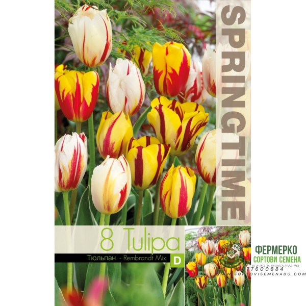 Лале Микс Рембранд Tulipa Rembrandt Mix - 8 бр луковици