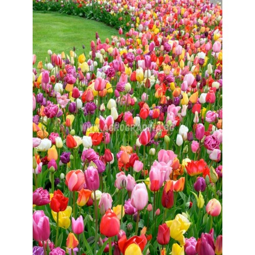 Лале Микс Триумф / Tulipа Mix Triumph - 5 бр луковици