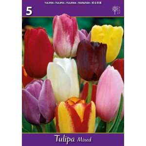 Лале Микс Триумф / Tulipа Mix Triumph - 5 бр луковици