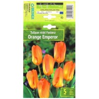 Лале Оранжев Император / Tulipa Orange Emperor - 5 бр луковици