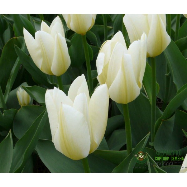 Лале Пурисима Tulipa Purissima - 5 бр луковици