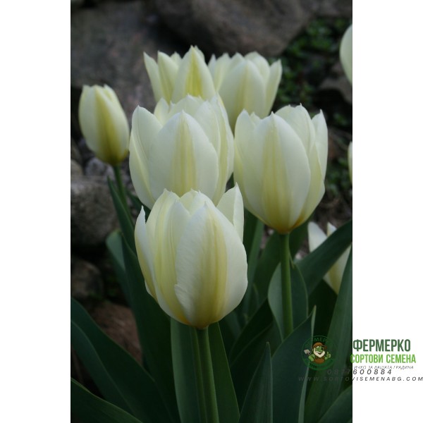 Лале Пурисима Tulipa Purissima - 5 бр луковици