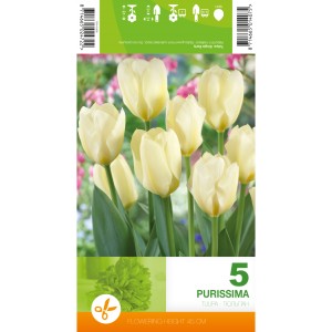 Лале Пурисима / Tulipa Purissima - 5 бр луковици