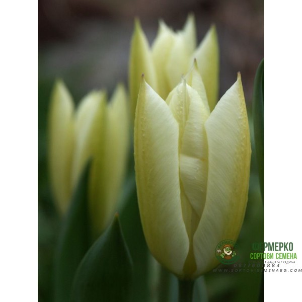 Лале Пурисима Tulipa Purissima - 5 бр луковици