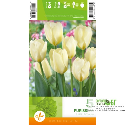 Лале Пурисима / Tulipa Purissima - 5 бр луковици