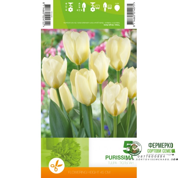 Лале Пурисима Tulipa Purissima - 5 бр луковици