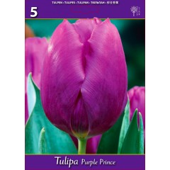 Лале Лилав принц Tulipa Purple Prince - 5 бр луковици