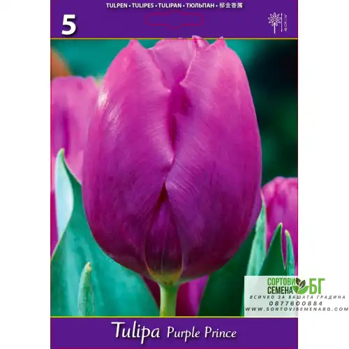 Лале Лилав принц / Tulipa Purple Prince - 5 бр луковици
