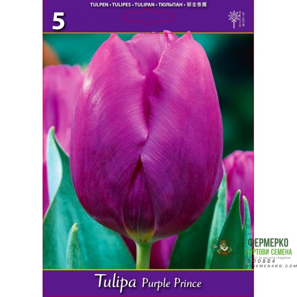 Лале Лилав принц Tulipa Purple Prince - 5 бр луковици