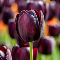 Лале Кралица на нощта Tulipa Queen of Night - 5 бр луковици