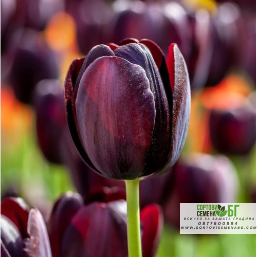 Лале Кралица на нощта / Tulipa Queen of Night - 5 бр луковици
