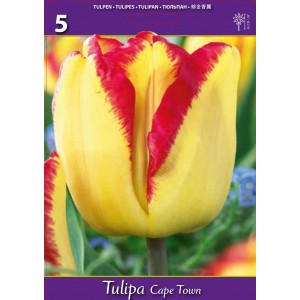 Лале Кейптаун / Tulipа Cape Town - 5 бр луковици