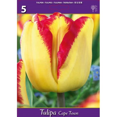 Лале Кейптаун / Tulipа Cape Town - 5 бр луковици