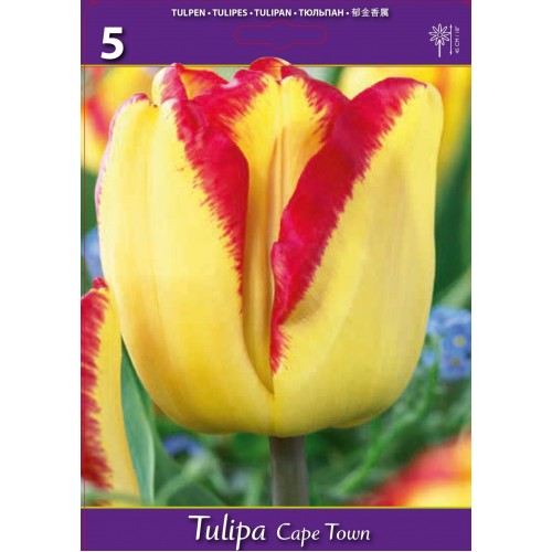 Лале Кейптаун / Tulipа Cape Town - 5 бр луковици