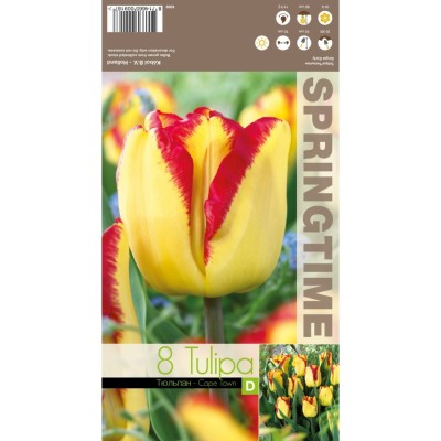Лале Кейптаун / Tulipа Cape Town - 8 бр луковици