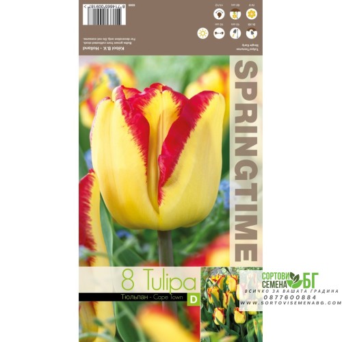 Лале Кейптаун / Tulipа Cape Town - 8 бр луковици Лале Кейптаун / Tulipа Cape Town - 8 бр луковици